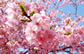 白子桜祭り（2月中旬～3月初旬）のイメージ